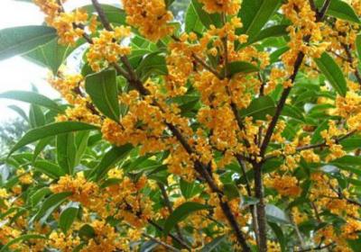 桂花什么时候开花