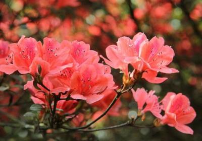 只有养过这些花,你才能成为养花大神
