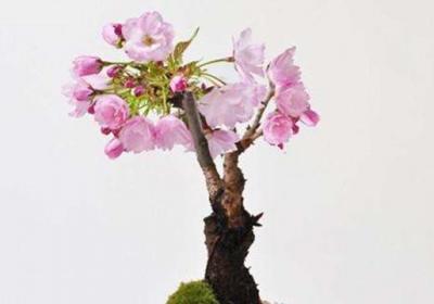 樱花什么时候开花