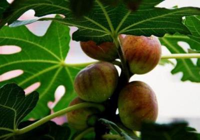 阳台无花果的种植方法