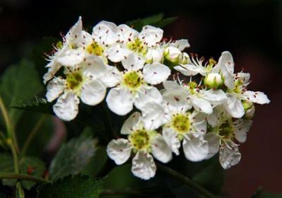 山楂什么时候开花结果