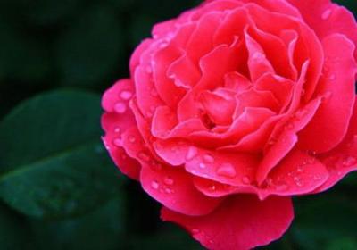 月季花可不可以淋雨
