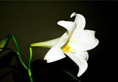 百合花为什么要摘掉花蕊