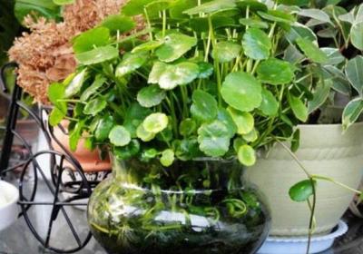 铜钱草有哪些常见的品种