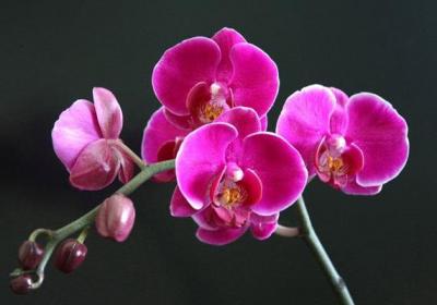 这些花开花竟然开出了小猫、小兔子、小蝴蝶,太激萌了