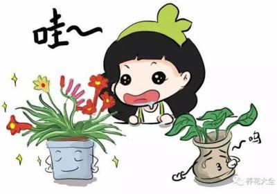 别只养绿萝吊兰,这些花美到天际,你不试试
