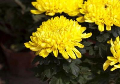 菊花可以四季都开花吗