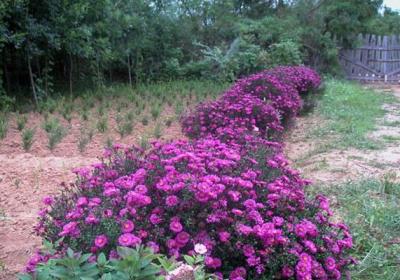 花朵也变脸,这些花花界的变色高手