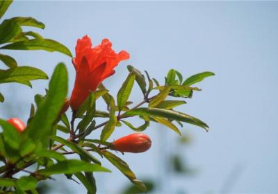 石榴花有哪些常见品种