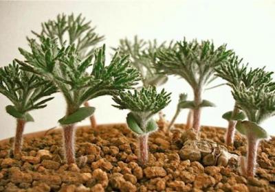 多肉植物雾冰玉怎么养