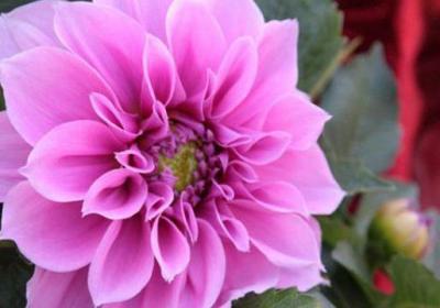 茶花品种大全