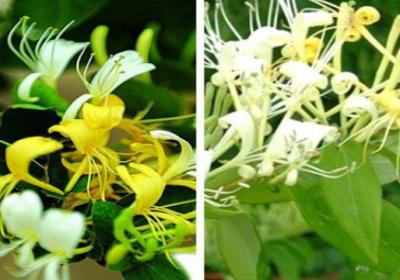 金银花和山银花的区别