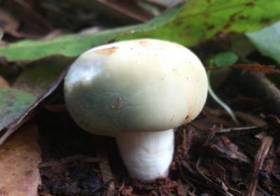 蘑菇,平菇,蔬菜,肉食