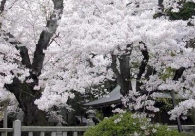 樱花有哪些常见品种