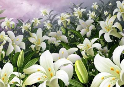 百合花的常见品种