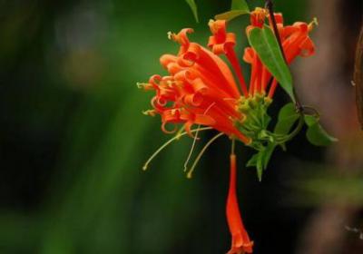 炮仗花可以家养吗