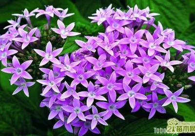繁星花什么时候开花