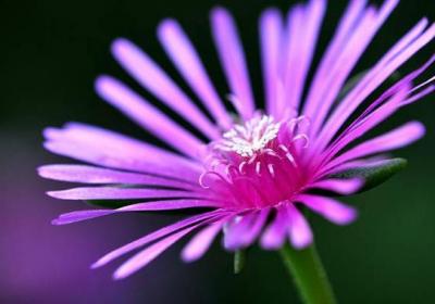 松叶菊和非洲菊的区别