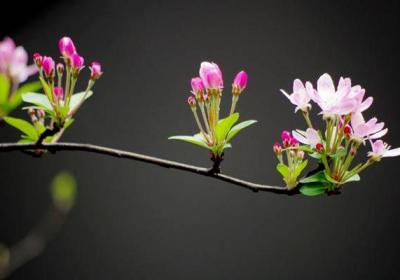 家里没有光,养这6种植物也能开出花
