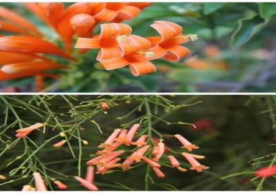 炮仗花和爆仗竹的区别