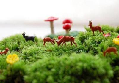 苔藓植物有哪些