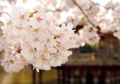 桃花和樱花怎么区别