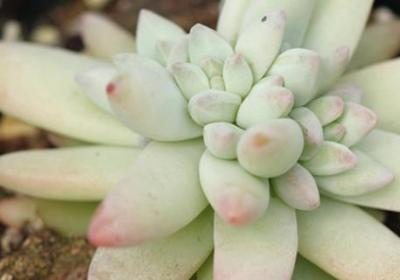 多肉植树冰怎么养