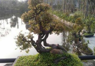 雀梅盆景怎么养