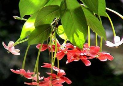 使君子什么时候开花