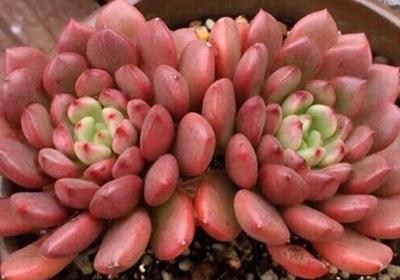 多肉植物红宝石怎么养