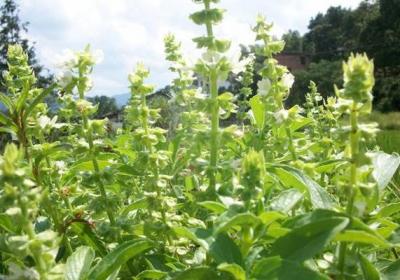 种了这10盆香草,家里不用买调料了