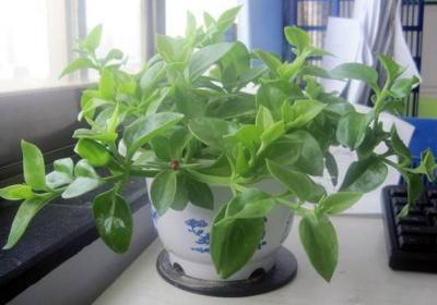 室内这8种吊篮植物一长一大丛