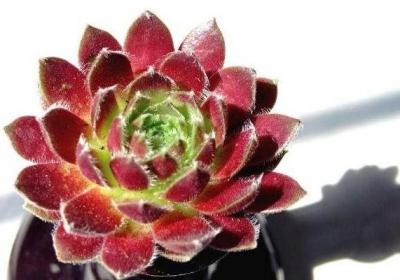 多肉植物红卷娟怎么养