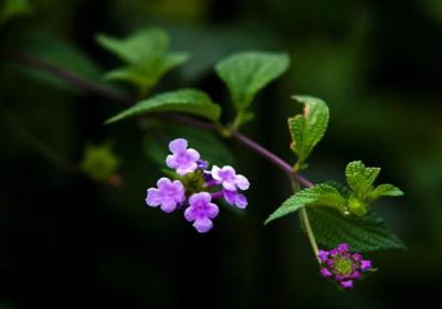 香水草什么时候开花