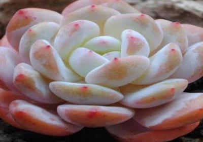 多肉植物橙梦露的养殖方法