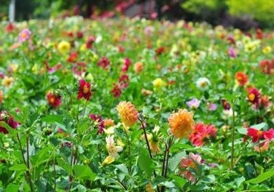 小丽花开花及其管理