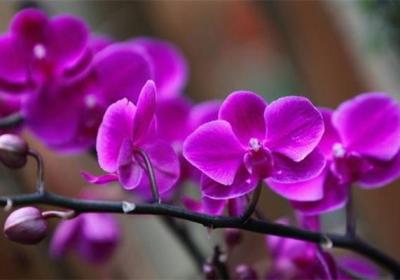 你因为北阳台而哭泣,她却种出一个绝美花园
