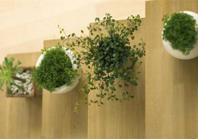 观叶、观果又赏花,50种室内植物任你选
