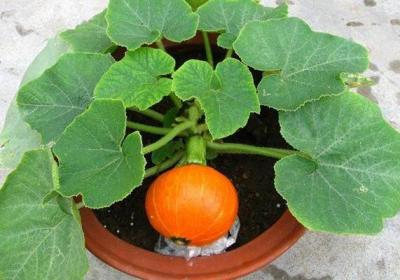 他在花盆里种了1棵花生,惹得大家都在效仿