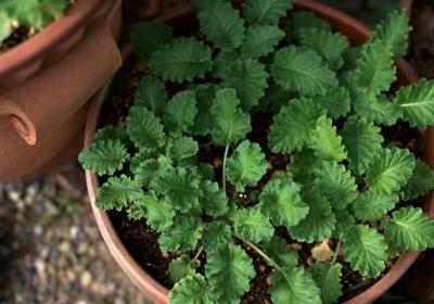 6种植物的香气,竟然还能防病治病
