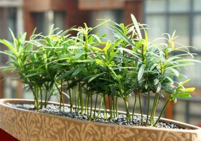 室内观叶植物的养护月历大全