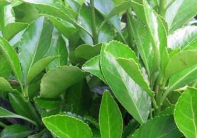 可代替围墙的植物有哪些