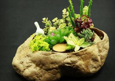 用绿植沏一壶美丽的“绿茶”