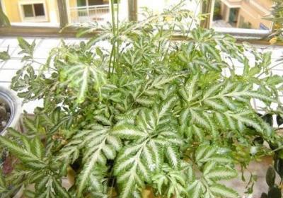凤尾蕨的养殖方法和注意事项