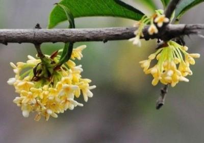 桂花,喝茶,花茶