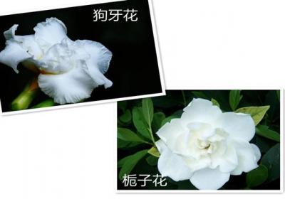 狗牙花和栀子花的区别