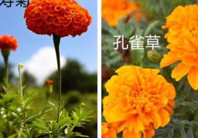 万寿菊和孔雀草的区别