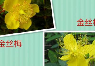 金丝梅和金丝桃有什么区别