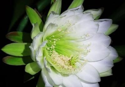 量天尺什么时候开花
