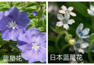 蓝星花和日本蓝星花的区别